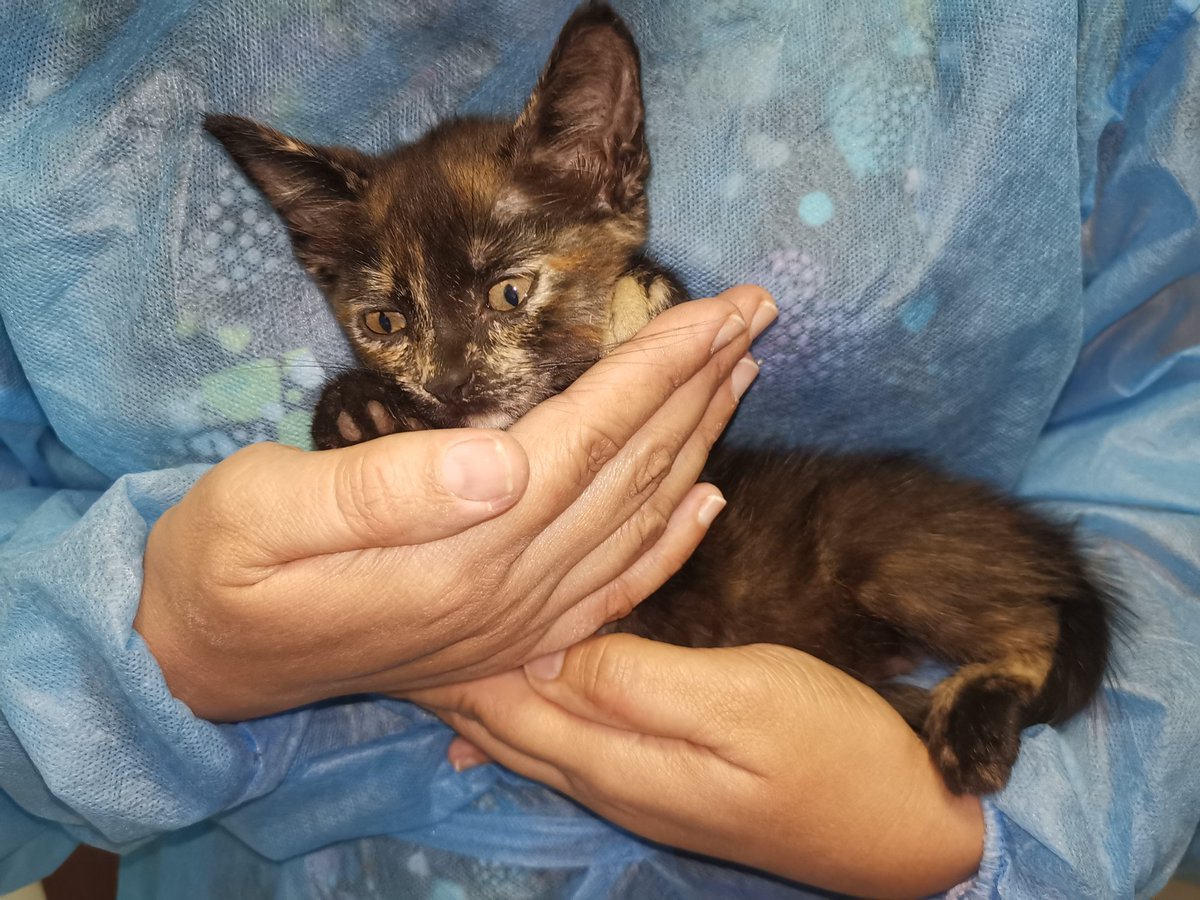 AlmaEQR's tweet photo. Se nos metió un gatito bebé a la clínica, necesitamos encontrar adoptante. @Beryz10 . Gracias. https://t.co/8FezFNCFvm
