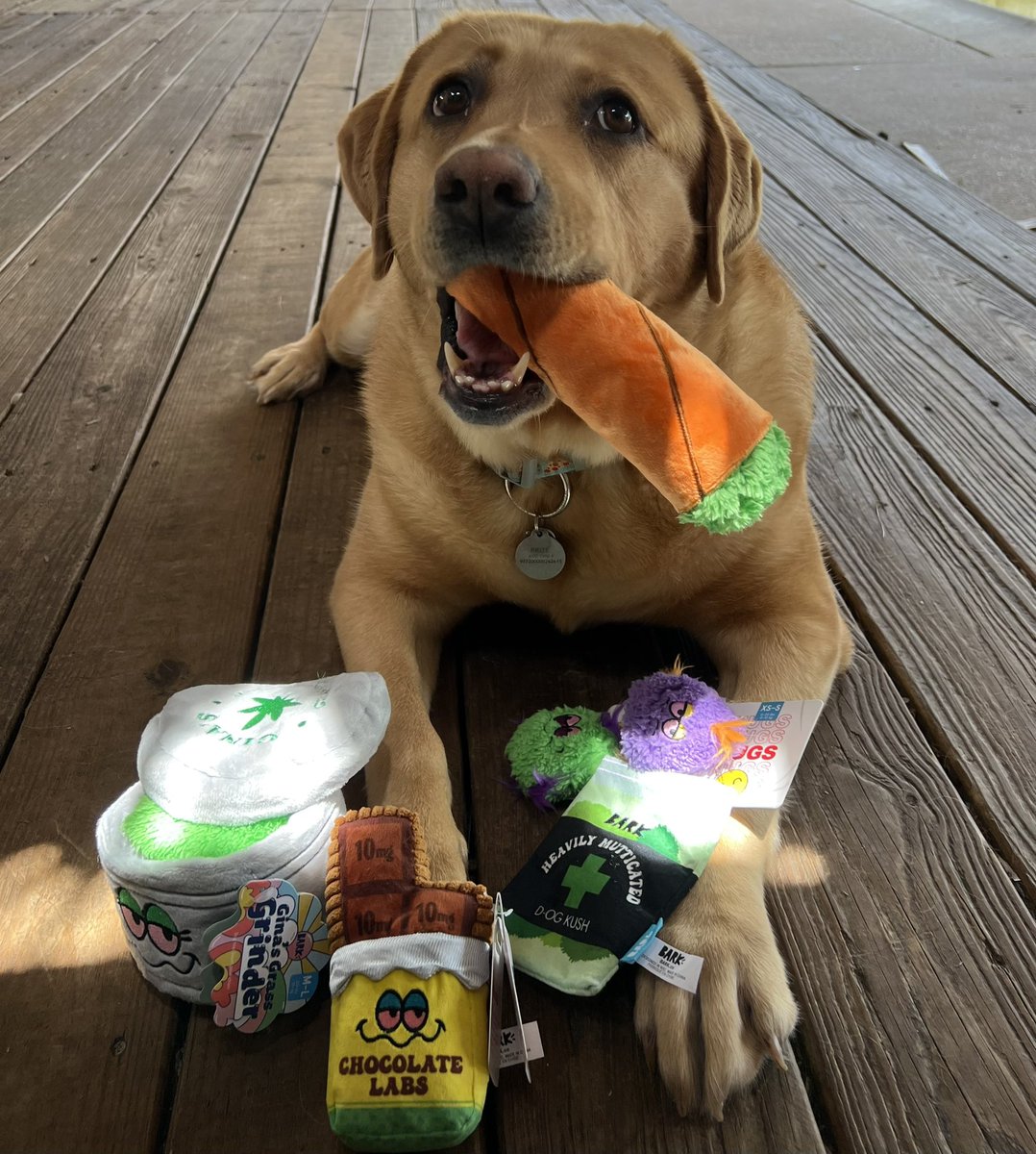 Jaaygza's tweet photo. Barkbox is the new plug🔌@barkbox https://t.co/xPA0gN6NSS