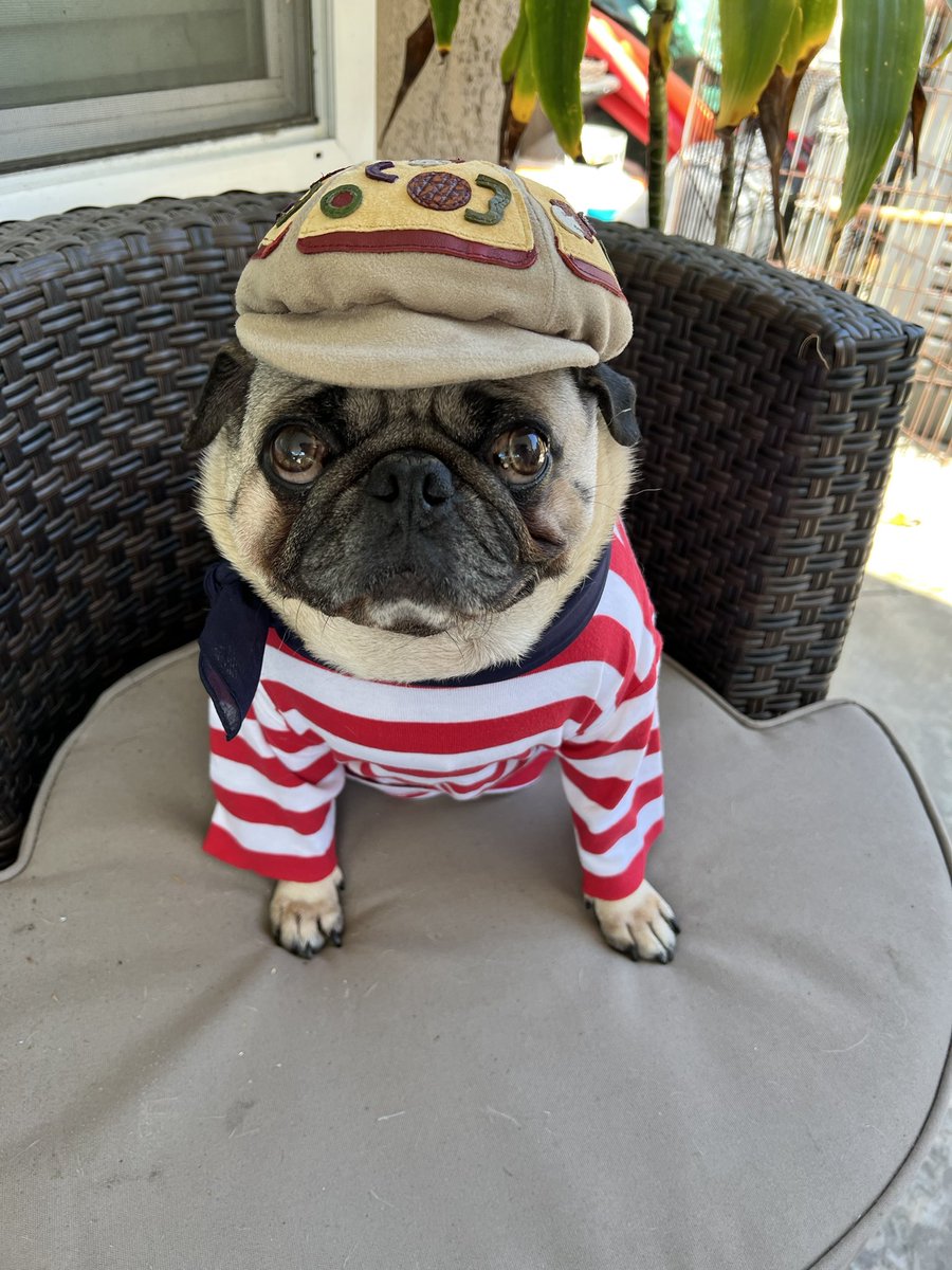 LoulouHoltz's tweet photo. CIAO 🍕Heading to meet up with all my pug friends and it’s PIZZA 🍕 themed 🍕 what could be better?
thanks @pupstarsonoma for my “everything” pizza hat.
🍕
#pizza #pugmeetup https://t.co/0m7N4xFns7