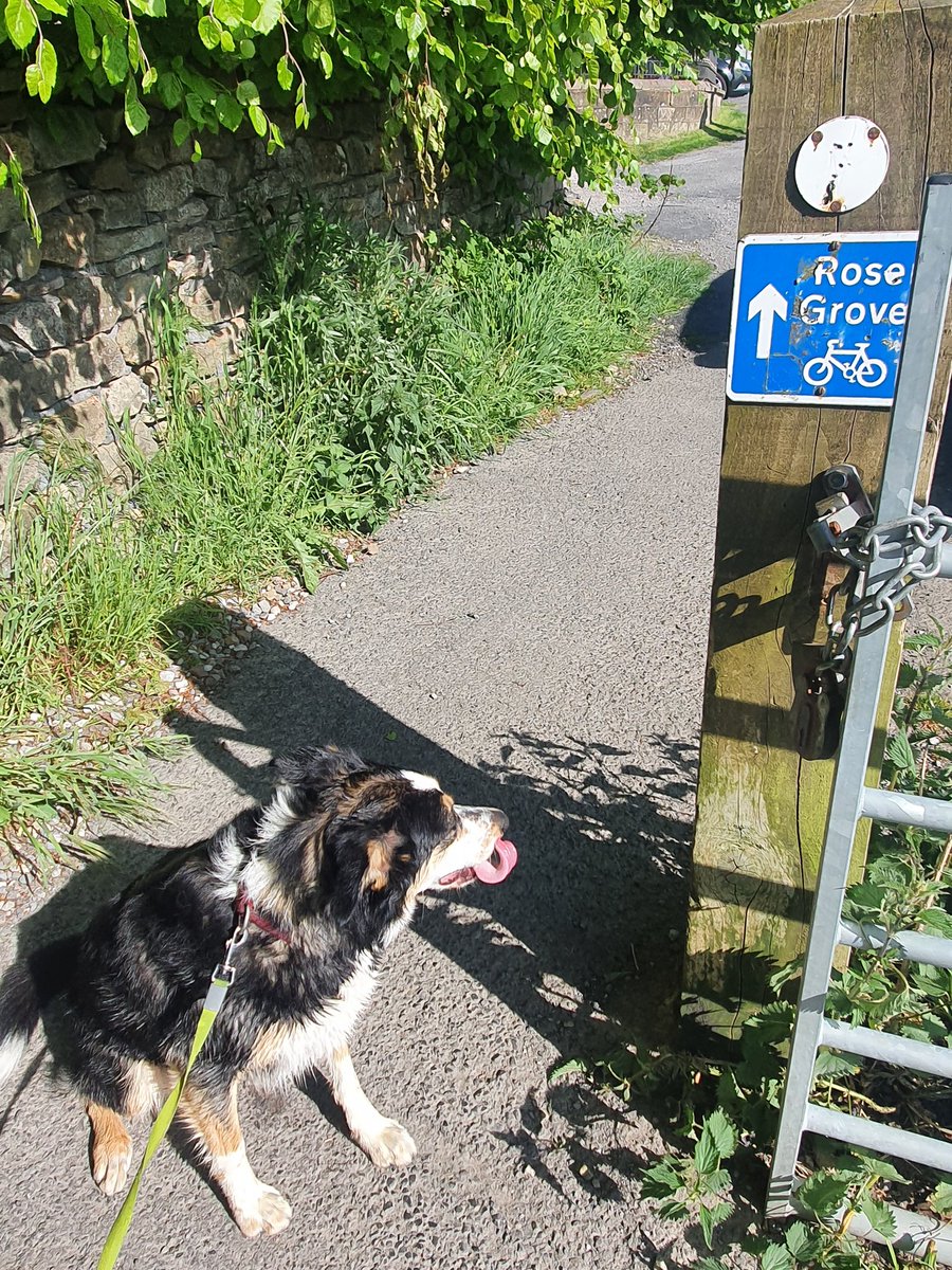 LianPate's tweet photo. Loved being out with the family this aft, makes a change to have #1son with us too
#rosegrove #hapton #dogsoftwitter #dogwalk #borderjack #bordercollie #jackster #getdownshep https://t.co/e9dsogY6jS