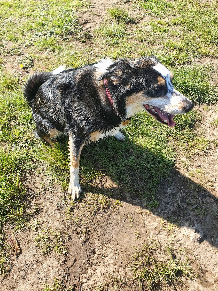 LianPate's tweet photo. Loved being out with the family this aft, makes a change to have #1son with us too
#rosegrove #hapton #dogsoftwitter #dogwalk #borderjack #bordercollie #jackster #getdownshep https://t.co/e9dsogY6jS