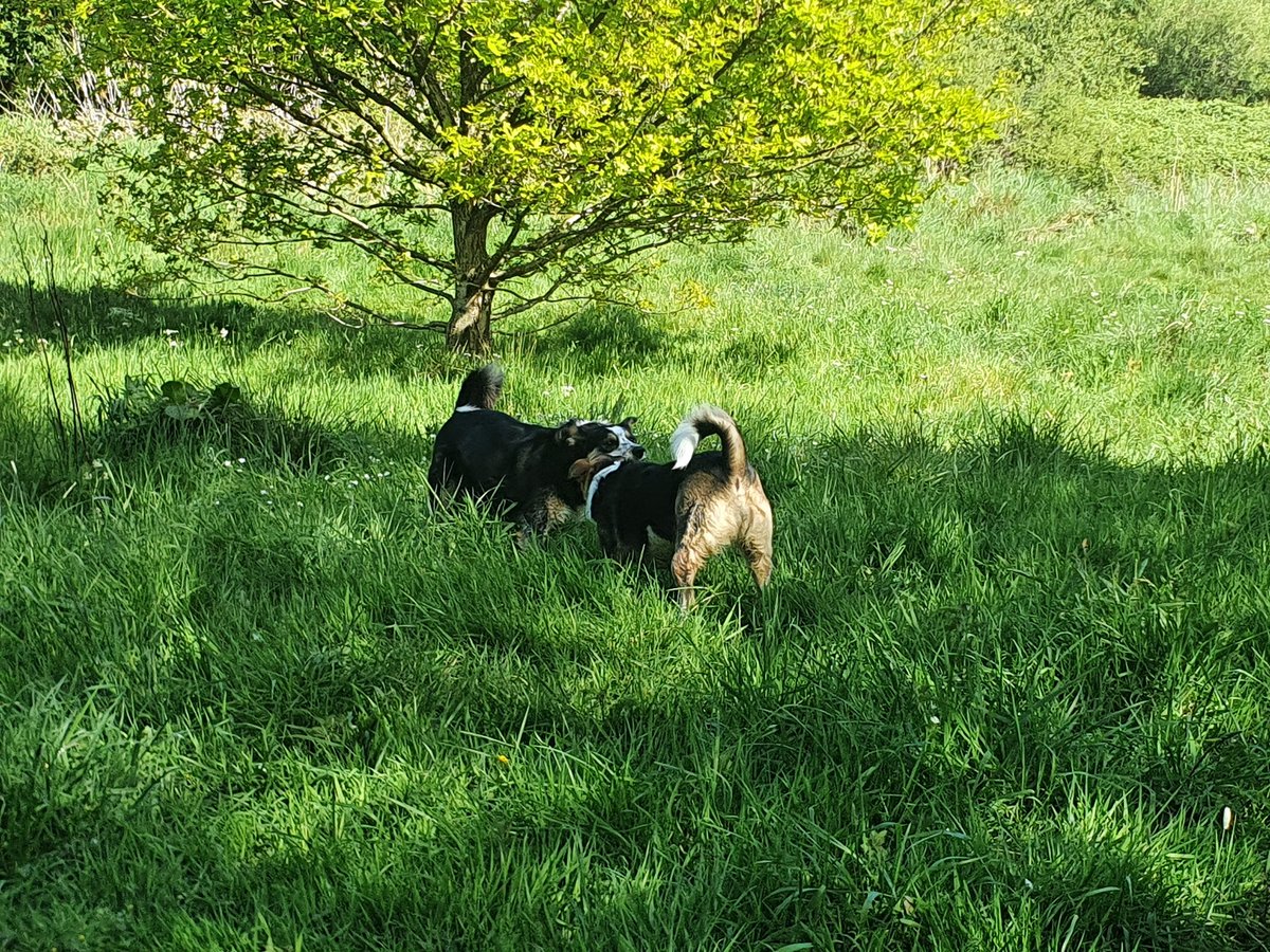 LianPate's tweet photo. Loved being out with the family this aft, makes a change to have #1son with us too
#rosegrove #hapton #dogsoftwitter #dogwalk #borderjack #bordercollie #jackster #getdownshep https://t.co/e9dsogY6jS