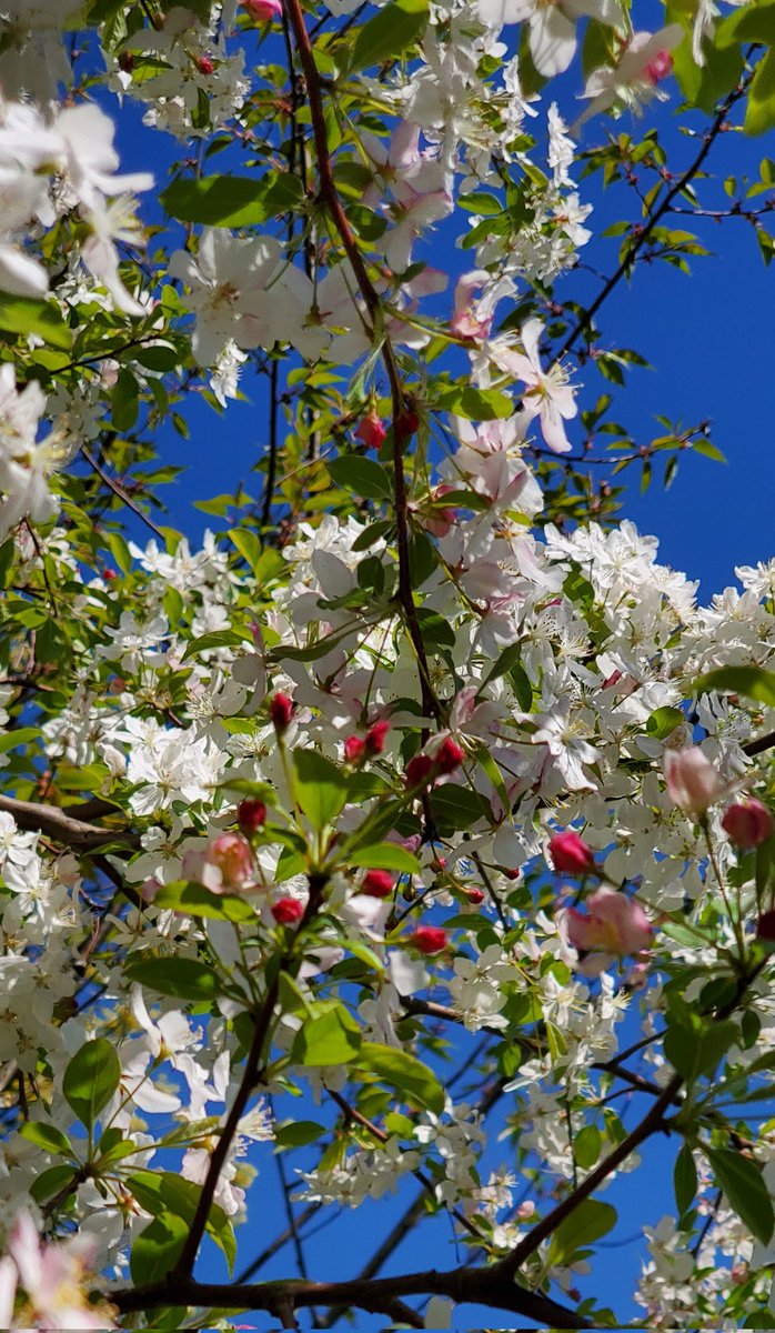 goldiebug's tweet photo. Beautiful spring colors on my recent #spreeforall walk #smpspreeforall @metro_parks https://t.co/encrDmUKXG