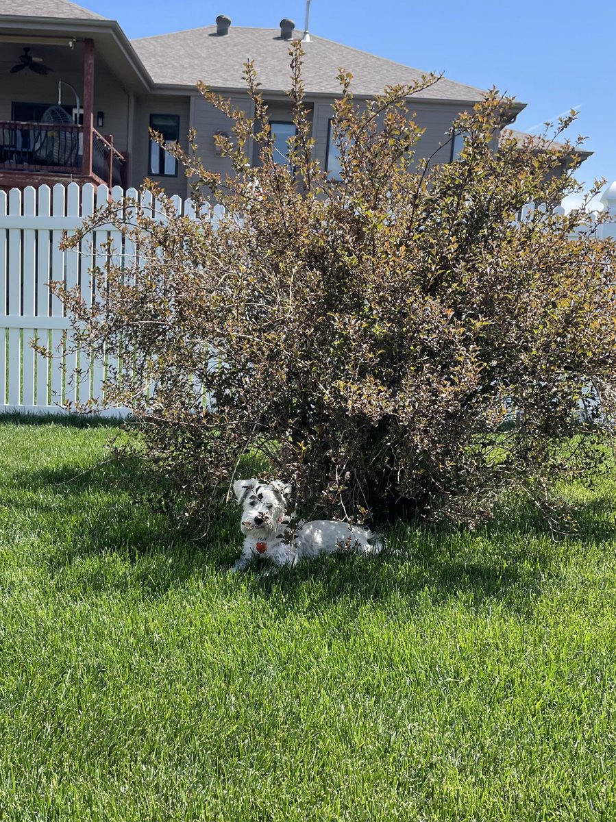 OttoBrahmsEsq's tweet photo. Itโs a nice warm sunny โ๏ธ Saturday here in #Omaha so my brother @CountGuntherVM and I found some fun areas of shade, plus some #beardage accoutrements #schnauzergang #Weekendvibes https://t.co/dTV1hnurit