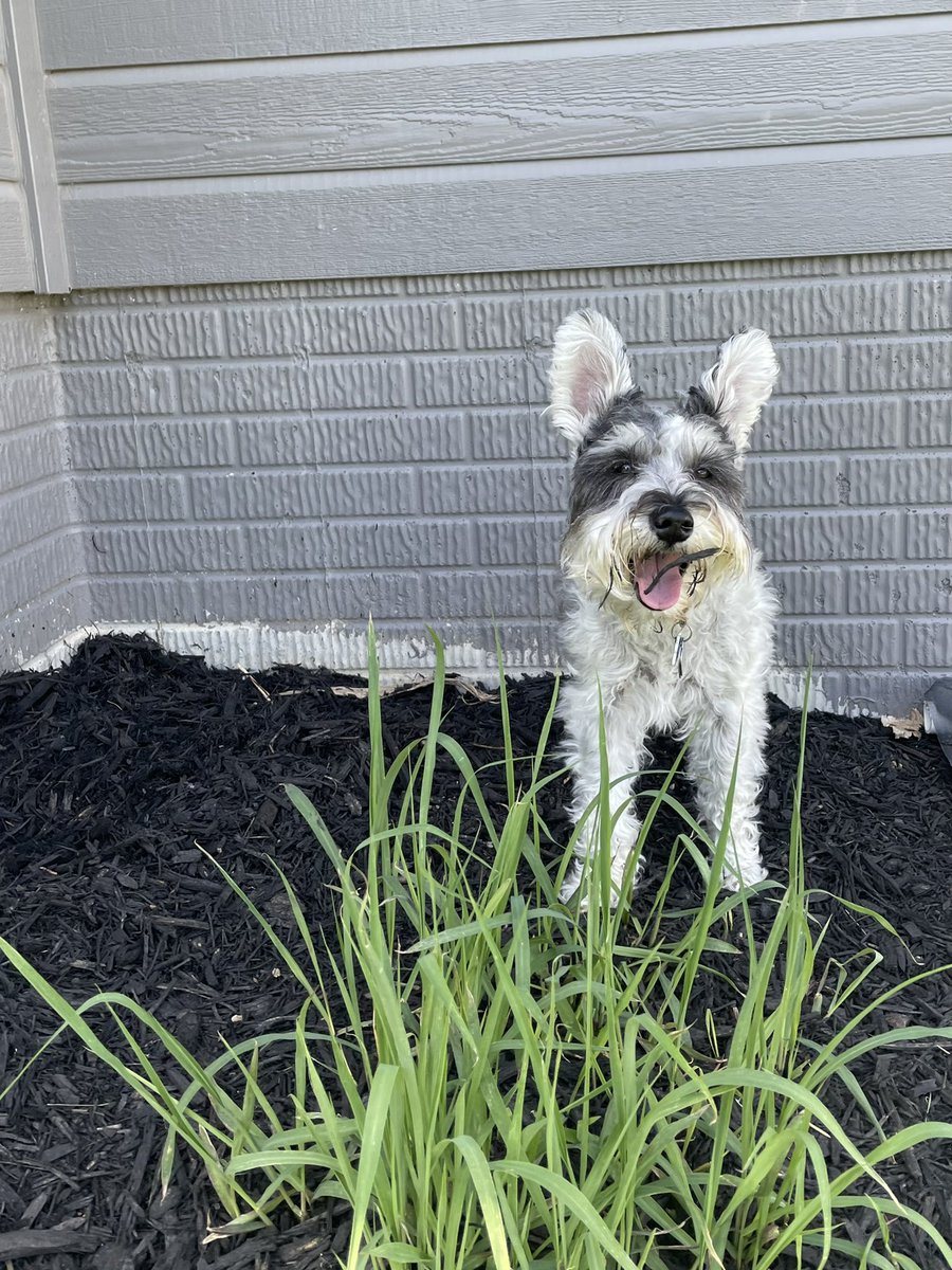 OttoBrahmsEsq's tweet photo. Itโs a nice warm sunny โ๏ธ Saturday here in #Omaha so my brother @CountGuntherVM and I found some fun areas of shade, plus some #beardage accoutrements #schnauzergang #Weekendvibes https://t.co/dTV1hnurit