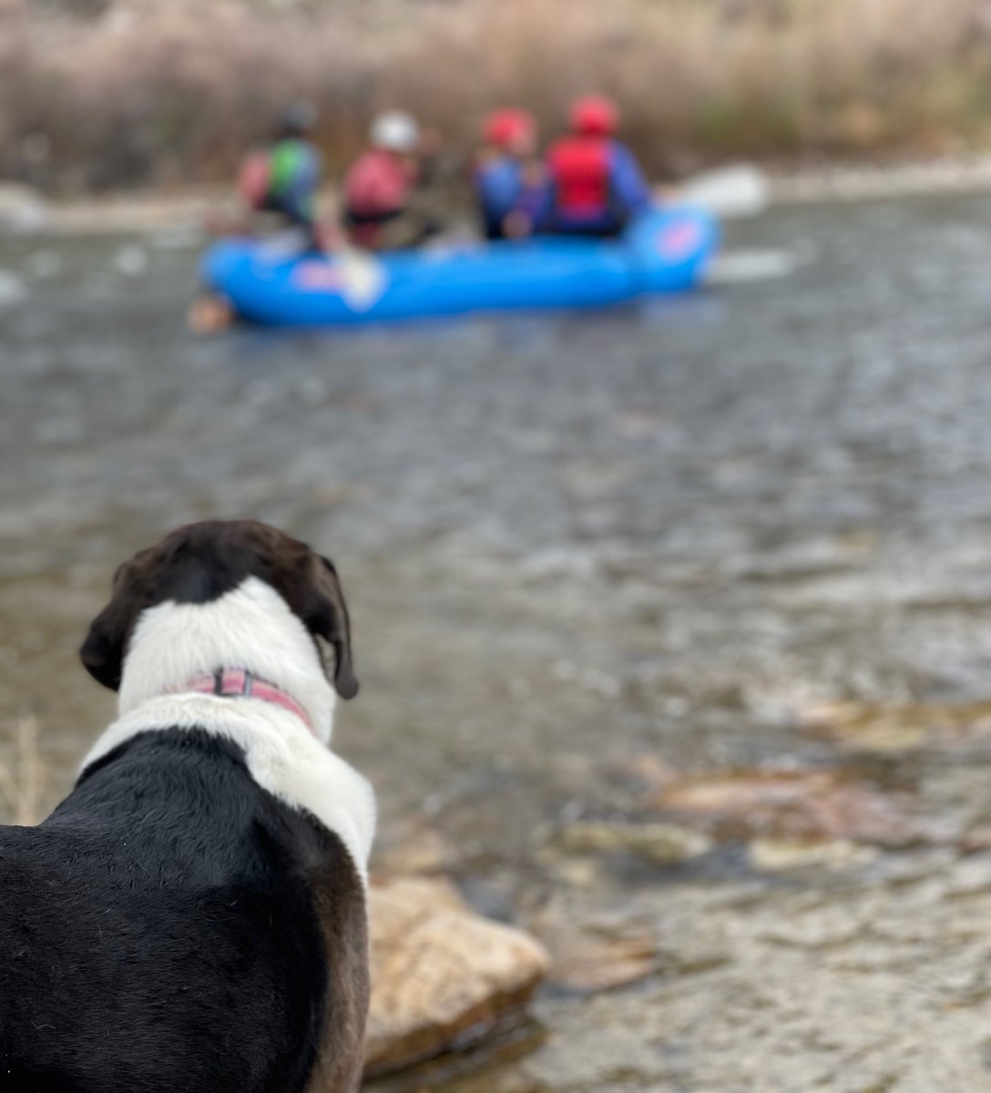 kodirafting's tweet photo. Happy Dog Mom's Day! 
This pup is happy watching this Kodi rafting trip take off without her aboard - she is happier with all 4 paws planted firmly on the ground. 

#KodiRafting #whitewaterrafting #nationaldogmomday #itsadogslife #riverrafting #whitewaterismagic https://t.co/aeaSAHCRzG
