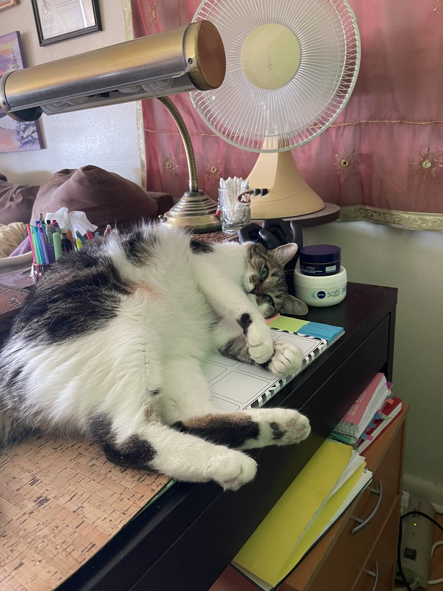 bravestages's tweet photo. Feels like 32. Best to crash in front of a fan like our kitteh. #caturday #RobCat #deskpirate #ottawa #spring #heatwave https://t.co/RZJYDN29Ps