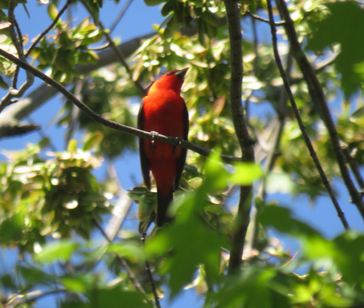 alscanlon's tweet photo. #GlobalBigDay @Team_eBird @VisitKincardine Beautiful birds today on the Kincardine trails https://t.co/KWoC6Vz72j