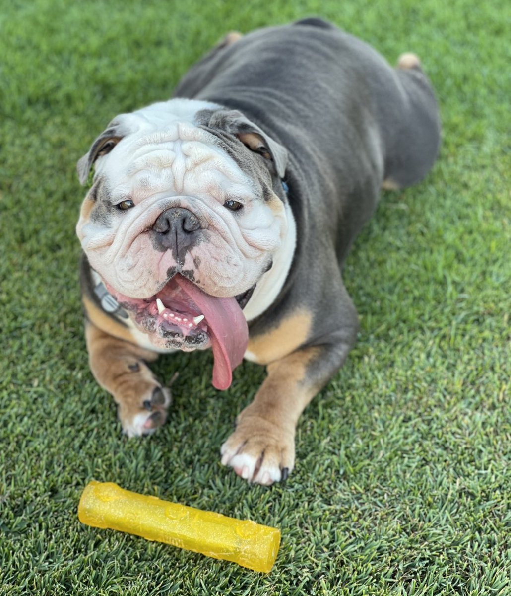 JeremyXWagner's tweet photo. Ripley wishes you all a wonderful weekend!
#Ripley #Wagner #EnglishBulldog #Bulldog #Dog #Puppy #Love #ChewLife https://t.co/V94lS5LdRT