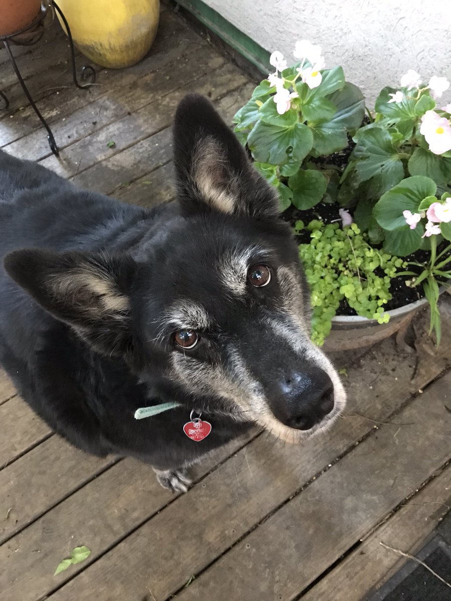 notmydoggo's tweet photo. sweet gal #lucia #notmydog #seniorpupsaturday #greyface #SaturdayMotivation #weekendvibes #notmydoggo https://t.co/TaQNqlbXjX