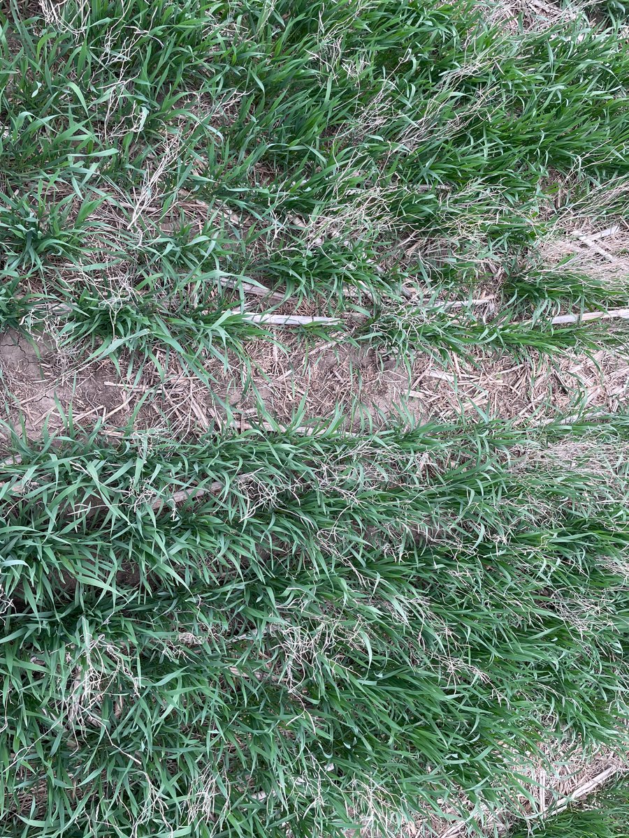 WheatInnovation's tweet photo. Winter Barleys and Triticales survived SD winter at Dakota Lakes farm (Pierre, SD). #VarietalDifferences #CropDiversity #FallForage #CoverCrop @SDState https://t.co/7e5g49CDmN