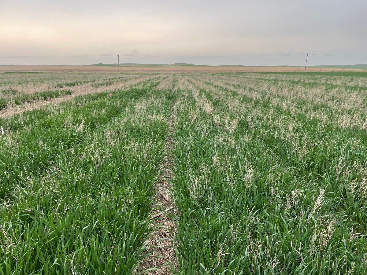 WheatInnovation's tweet photo. Winter Barleys and Triticales survived SD winter at Dakota Lakes farm (Pierre, SD). #VarietalDifferences #CropDiversity #FallForage #CoverCrop @SDState https://t.co/7e5g49CDmN