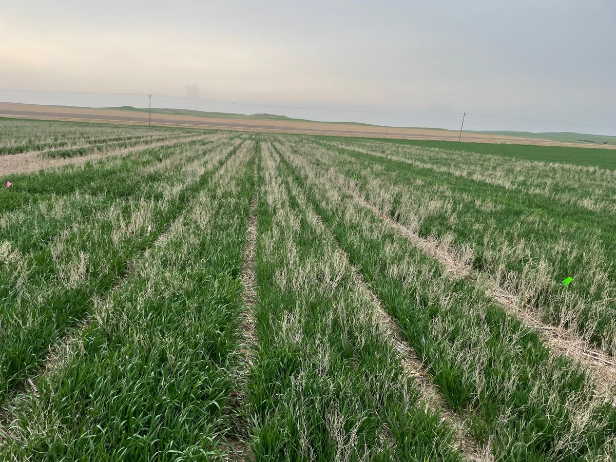 WheatInnovation's tweet photo. Winter Barleys and Triticales survived SD winter at Dakota Lakes farm (Pierre, SD). #VarietalDifferences #CropDiversity #FallForage #CoverCrop @SDState https://t.co/7e5g49CDmN