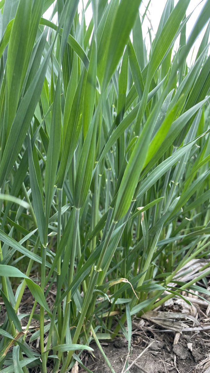 WheatInnovation's tweet photo. Winter Barleys and Triticales survived SD winter at Dakota Lakes farm (Pierre, SD). #VarietalDifferences #CropDiversity #FallForage #CoverCrop @SDState https://t.co/7e5g49CDmN