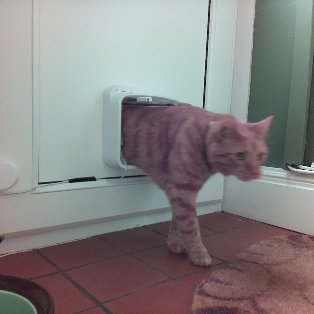 catsinaflap's tweet photo. thickest moggy, how exhaustingly dishevelled whiskers. Could my day be any more terrible?. https://t.co/T9RiHpmiyB