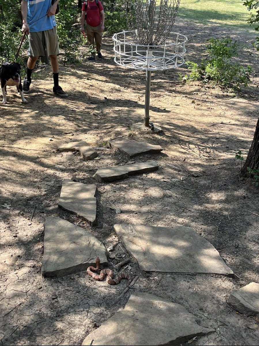 Short Arm Golfer tweet media