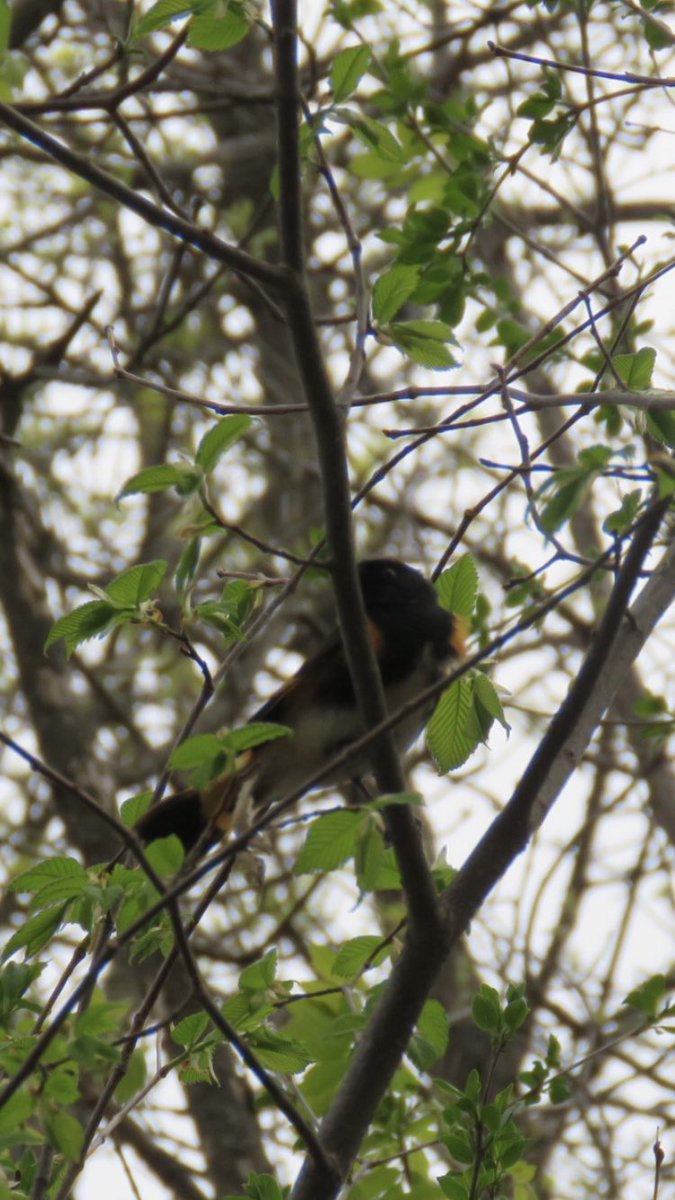 puttsandmutts's tweet photo. Also saw a male and female American Redstart in the yard, good day of birding especially when I don’t have to leave my house #AmericanRedstart #TwitterNatureCommunity #SpringMigration #BirdsOfMinnesota https://t.co/OWegx12dB9