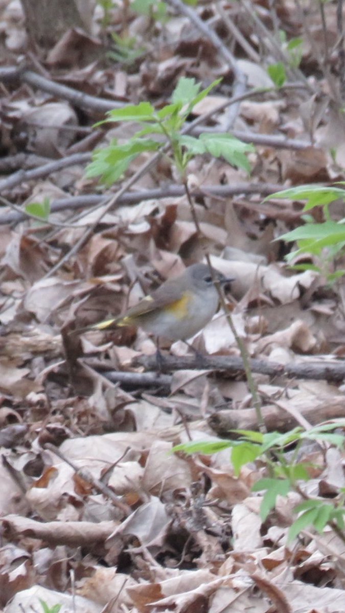 puttsandmutts's tweet photo. Also saw a male and female American Redstart in the yard, good day of birding especially when I don’t have to leave my house #AmericanRedstart #TwitterNatureCommunity #SpringMigration #BirdsOfMinnesota https://t.co/OWegx12dB9