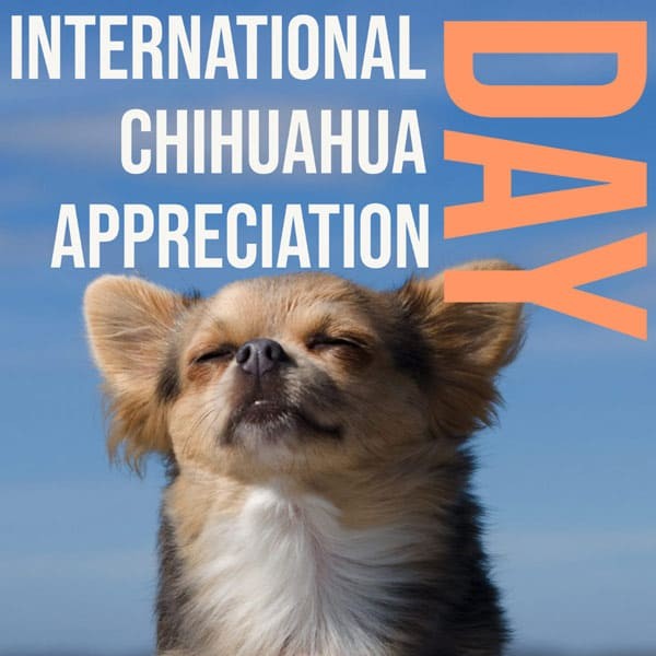 oakhurst_vet's tweet photo. The Chihuahua may be the smallest of all the dog breeds, but these tiny tail-waggers hold a big place in the hearts of dog lovers! 
Show us your adorable Chihuahua with a post in the comments section below! 
#chihuahua #doglovers #chihuahuaday #tailwaggers #dogbreed https://t.co/E1qmI5GNQF