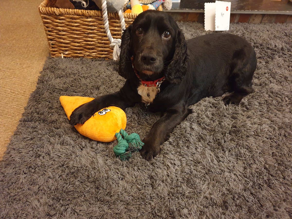 Darren2Morgan's tweet photo. Had to say goodbye to my little man today. So many happy memories with you Gryff, thank you for being such a good boy. I'll forever treasure our miles of walking together and the endless cwtshes you gave 💙💙 https://t.co/ns3eTcsrVa