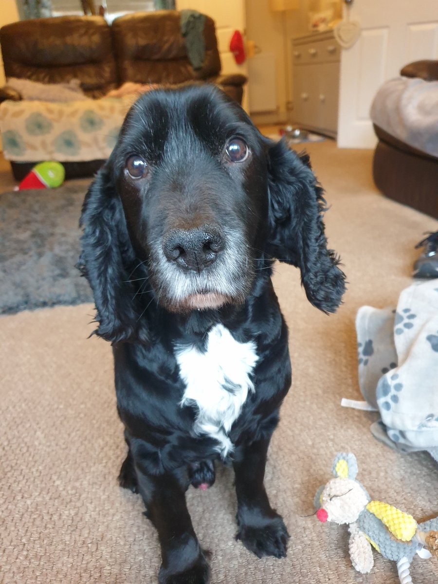 Darren2Morgan's tweet photo. Had to say goodbye to my little man today. So many happy memories with you Gryff, thank you for being such a good boy. I'll forever treasure our miles of walking together and the endless cwtshes you gave 💙💙 https://t.co/ns3eTcsrVa