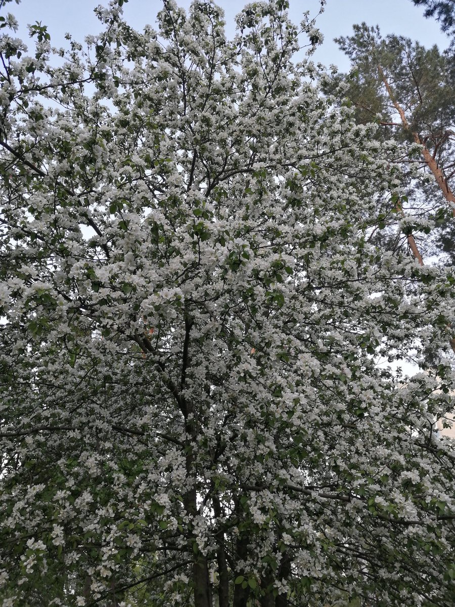 lelanvl's tweet photo. Пришла несколько дней спустя, чтобы похвастаться яблоней, цветущей во дворе https://t.co/SDTYgbIz4m
