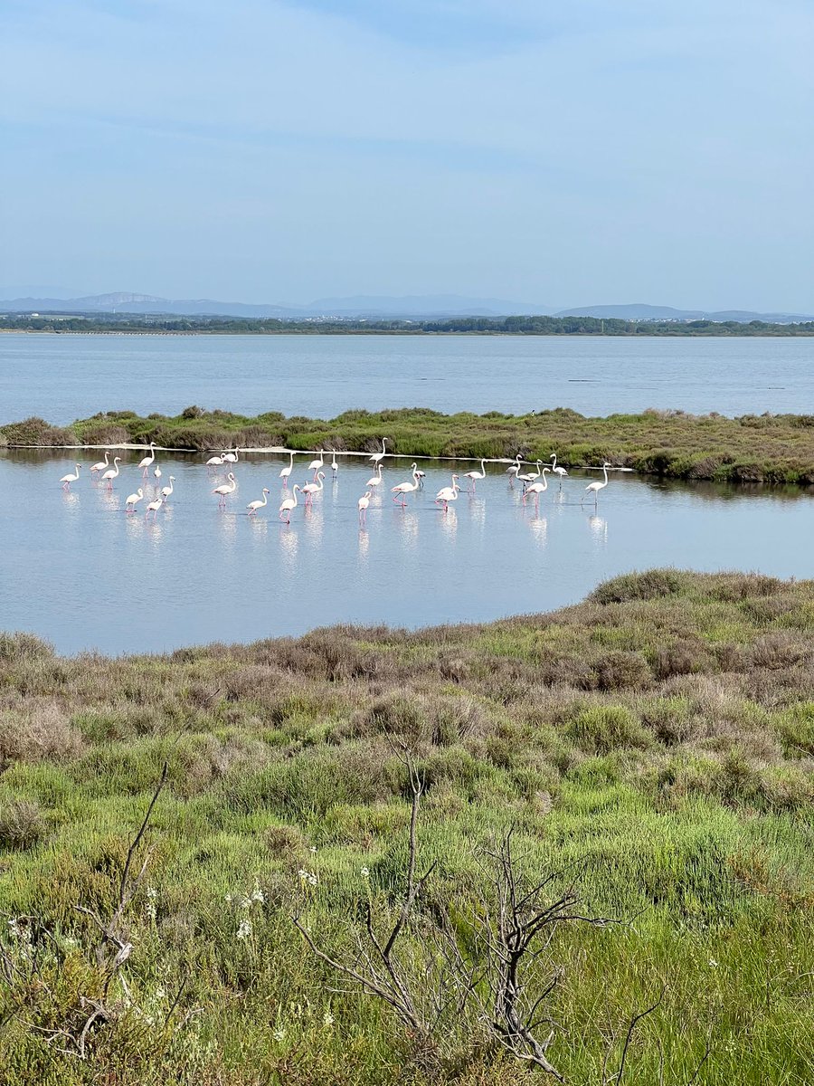 atomarpormundo's tweet photo. Bonita es por dentro y bonita es por fuera... Tras los muros #AiguesMortes @OTAiguesMortes verás lagunas y marismas, salinas y muuuchos flamencos 🦩🦩🦩. Súper recomendable hacer rutillas en bici. ¿Te animas? #viajecamarga #danfluvial #francia https://t.co/irxk4A1qpk