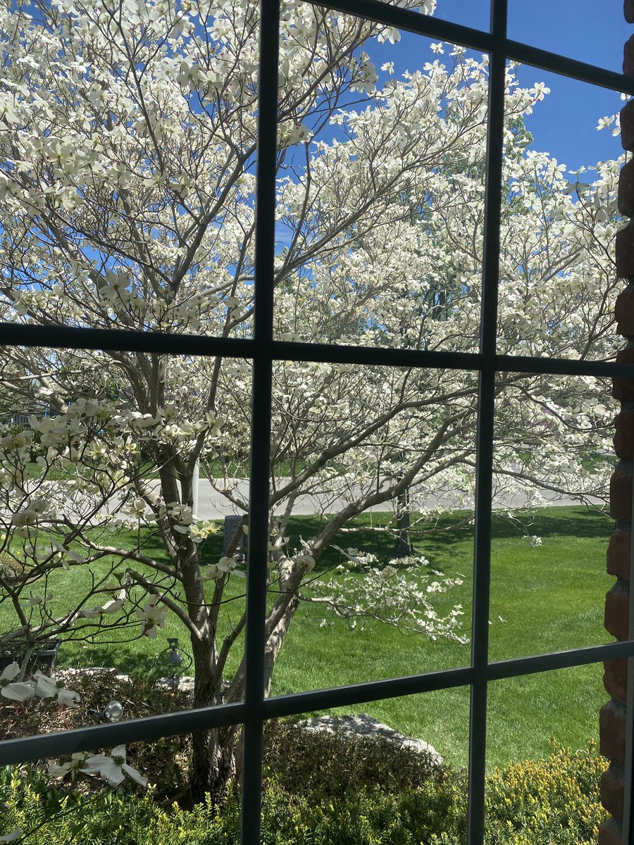 Jdavis_Halton's tweet photo. Window gazing. Sometimes you just need to stop. #dogwood #Blossom #OntarioSpring https://t.co/SJVwJ6deKL
