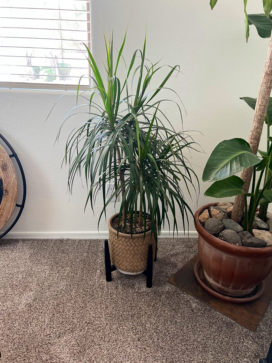 SpeshalKPlants's tweet photo. my baby over here thriving #dracaena #MadagascarDragonTree https://t.co/o1TW4WIh1q