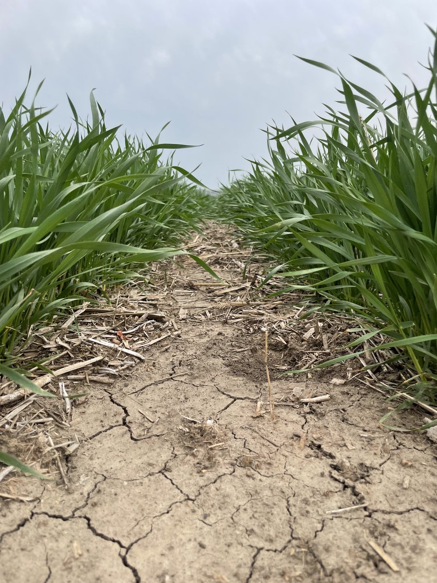 SDSU Winter Wheat Breeding tweet media