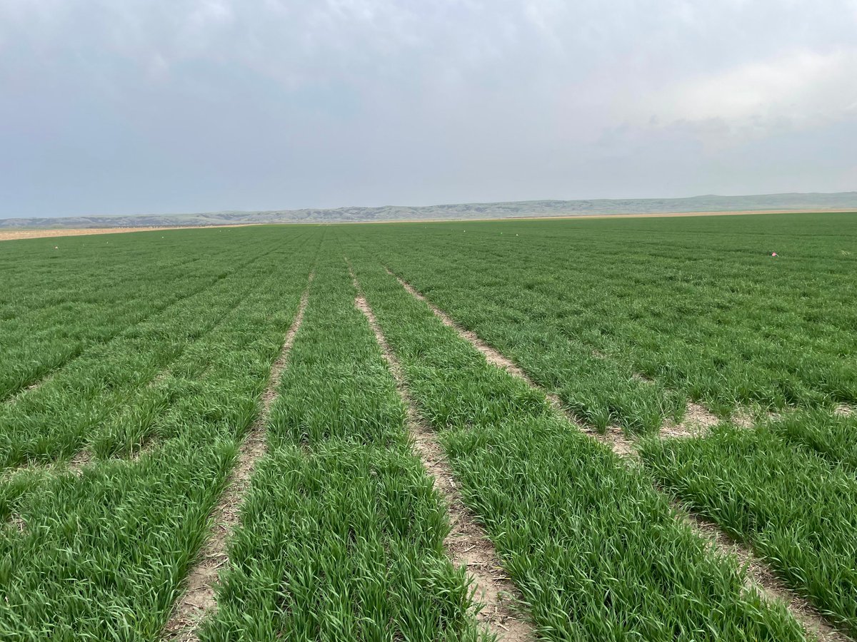 The drones will collect phenotyping data this year for many trials at Dakota Lakes Research Farm (Pierre, SD) including the <a href="/USDA/">Dept. of Agriculture</a> coordinated NRPN and SRPN. Looking great after recent rains.
#TeamWheat #ThePhenotypingSquad <a href="/swas_kaushal/">Swas Kaushal</a> @SchahiedN <a href="/wheatsd/">SD Wheat </a> <a href="/SDState/">South Dakota State University</a>