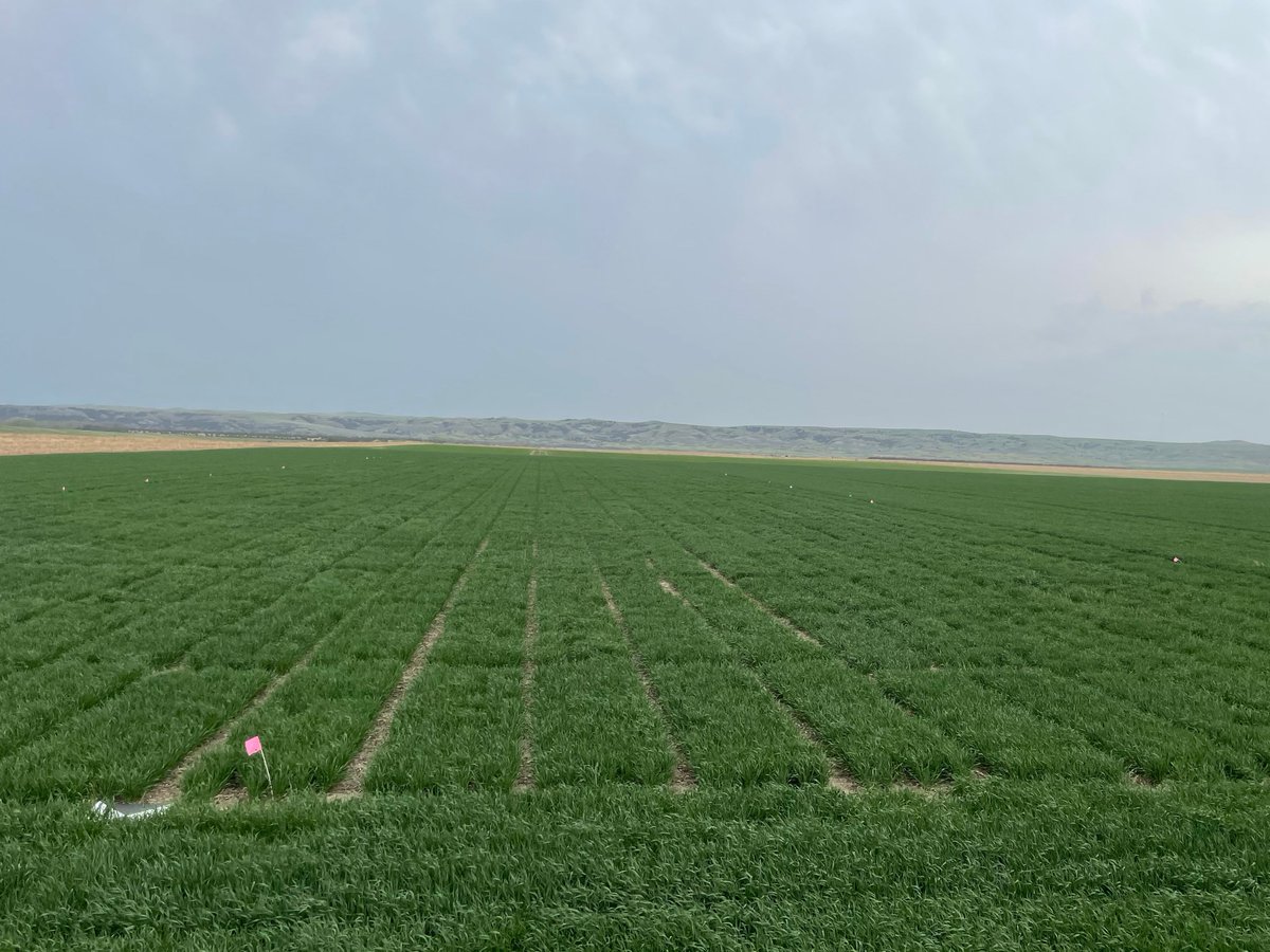 SDSU Winter Wheat Breeding tweet media