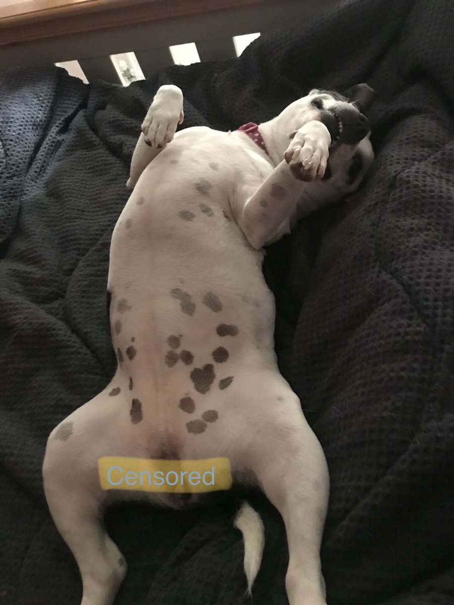 It’s another great #StaffieSaturday here pals! It’s been so good I went for an afternoon nap and woke up upside down! The People said I look “proper daft”, but it isn’t often that I get this comfy so I don’t care! 😂 Spotty belly just for <a href="/AdorabullyBadge/">Doorsy(Vampy)🦡🌈 #TeamBadger</a> 😘🥰🌼 #dogsoftwitter