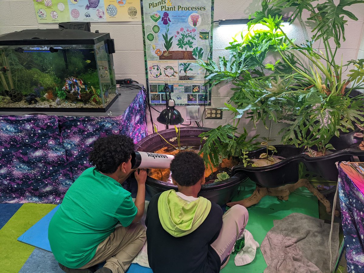 mrsaulSTEAM's tweet photo. #Whitsitt
#steam 
Classroom pond ecosystem up and running! https://t.co/6YLOqDnKKx