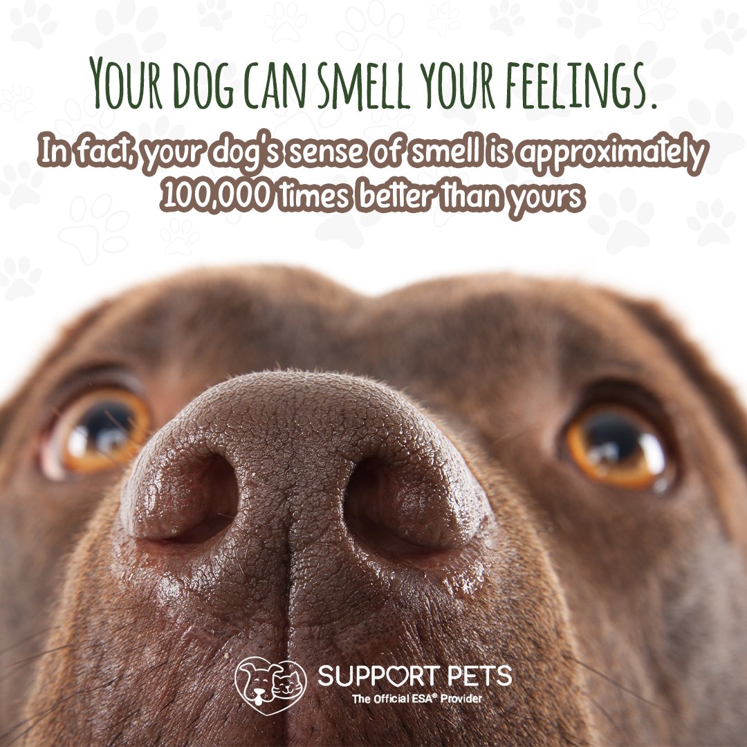 supportpetshome's tweet photo. That extra sniff is just for good luck 🐶💘 https://t.co/oTds5nXTIu