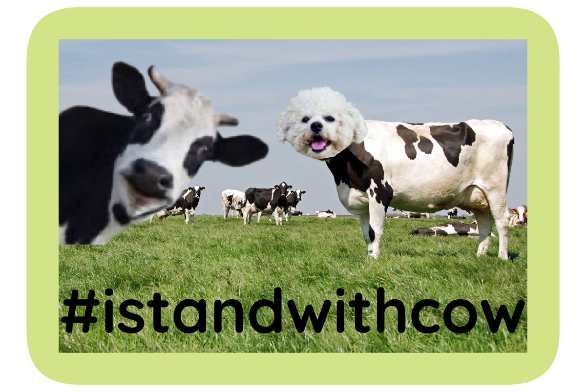 TedCruzPoodle's tweet photo. @Jinga11s (giggles in cow)
#istandwithcow
#moo
#tipyourcow
@DevinCow https://t.co/UqNCzGmoWJ