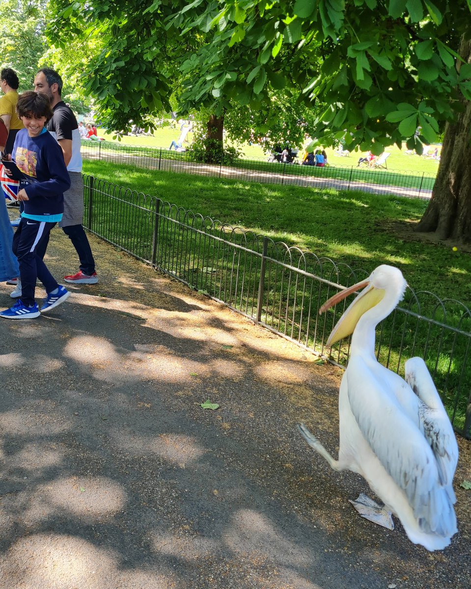 LKickers's tweet photo. Then we headed to our favourite of @theroyalparks, St James's Park, where we added another 21 species to our year's list of #100Birds, including this amazing #HoodedMerganser and a massive crew of #pochards.
And we found some ridiculously #poshlitter π
#Pelicans https://t.co/HIdT4HzcQ9