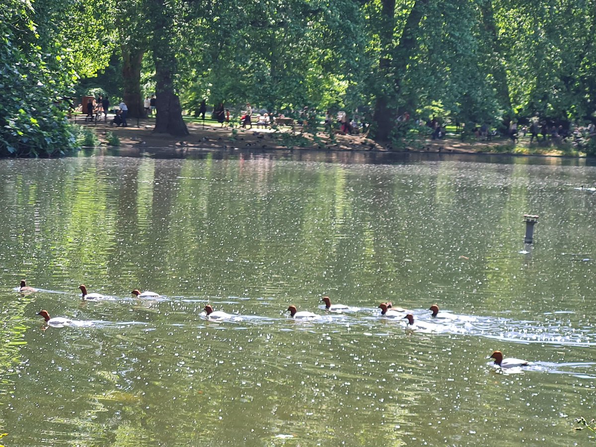 LKickers's tweet photo. Then we headed to our favourite of @theroyalparks, St James's Park, where we added another 21 species to our year's list of #100Birds, including this amazing #HoodedMerganser and a massive crew of #pochards.
And we found some ridiculously #poshlitter π
#Pelicans https://t.co/HIdT4HzcQ9