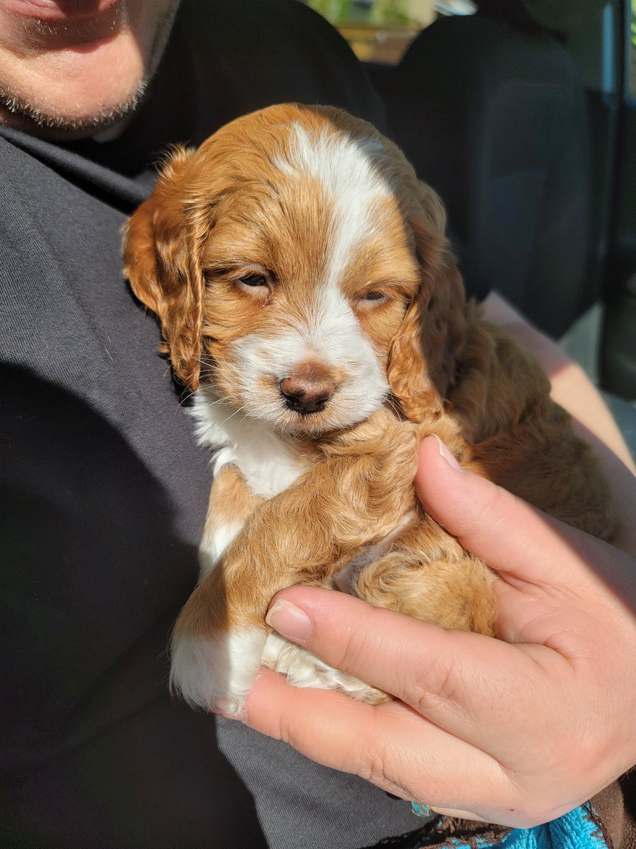 michie16's tweet photo. Everyone meet Luna, our newest baby ❤️ https://t.co/XLkaiXyavO