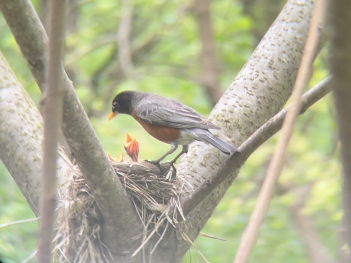 AlexandraScuro's tweet photo. Two favorite sightings from #WorldMigratoryBirdDay and #GlobalBigDay: an American Robin parent feeding babies in a nest, and @wildbirdfund Director Rita McMahon transporting a rehabbed bird to a release site 🤩💛 https://t.co/Gpv5RztziW