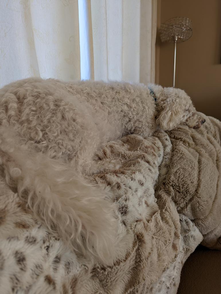 There is no dog here 🤣🤣🤣