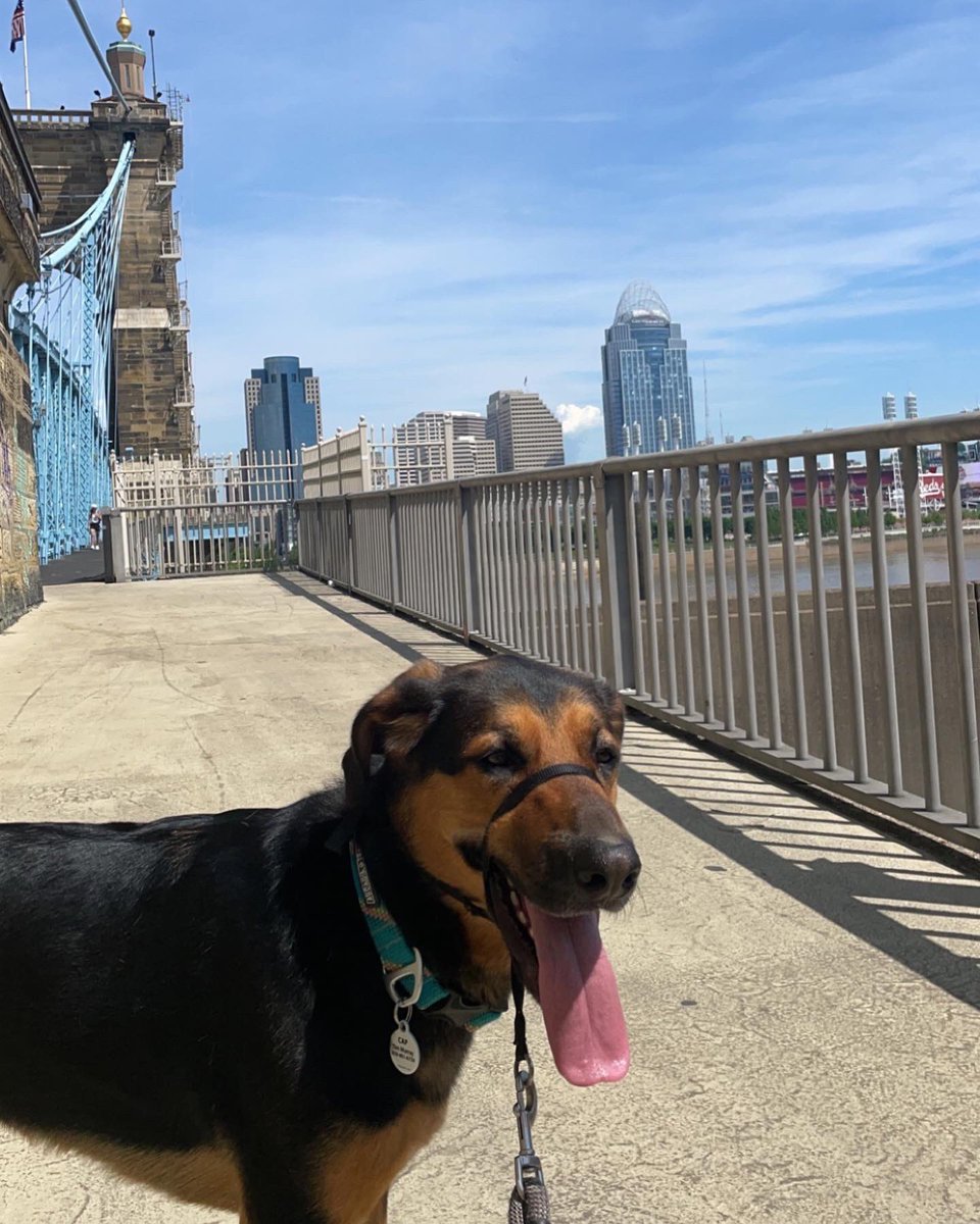 T8Rt0t9511's tweet photo. He’s such a beauty
#thisistim #pucksupport #pucksupportwarrior #cincinnati #cincylove #roeblingbridge #beauty #relentless #determined https://t.co/u9bGJS9FVR