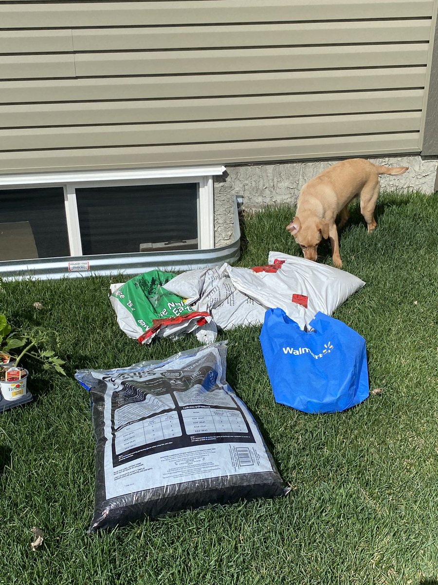 Dirt is yucky. 

Daisy agrees. 

PS—RIP to all the plants I bought and will not be able to keep alive. I’m sorry. 

#GardeningTwitter