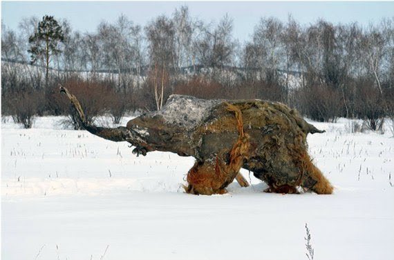 Mikkel Winther Pedersen (@miwipe81) on Twitter photo Fellow Pleistocene nerds help me! I am interested in studies/data where fauna fossils have been directly dated as well as the stratum/sediments they were found in! Please retweet or tag people who might know!?! <a href="/DeepFriedDNA/">Dr Ross Barnett</a> <a href="/zigthehuman/">Michael Ziegler</a> @ Fellow Pleistocene nerds help me! I am interested in studies/data where fauna fossils have been directly dated as well as the stratum/sediments they were found in! Please retweet or tag people who might know!?! <a href="/DeepFriedDNA/">Dr Ross Barnett</a> <a href="/zigthehuman/">Michael Ziegler</a> @