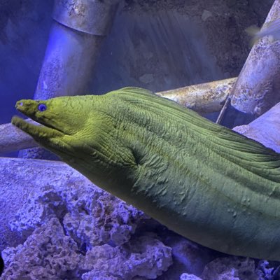 Crypto EEL tweet media