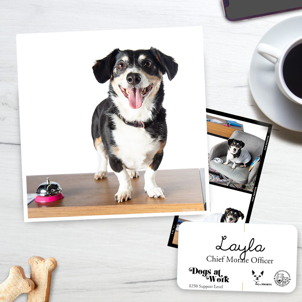 Chief Morale Officer, Layla, has been hired by @tinybutmightyfund to raise funds for her furry friends at <a href="/nashvillehumane/">Nashville Humane</a>. Help her earn her paycheck by making a donation to support the work of the Nashville Humane Association. classy.org/fundraiser/391…. 
📷<a href="/wendyjophoto/">Wendy Mick</a>