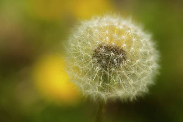 Requiem for a #dandelion #BuyIntoArt #ThisSpringBuyArt #NaturePhotography 
fineartamerica.com/featured/requi…