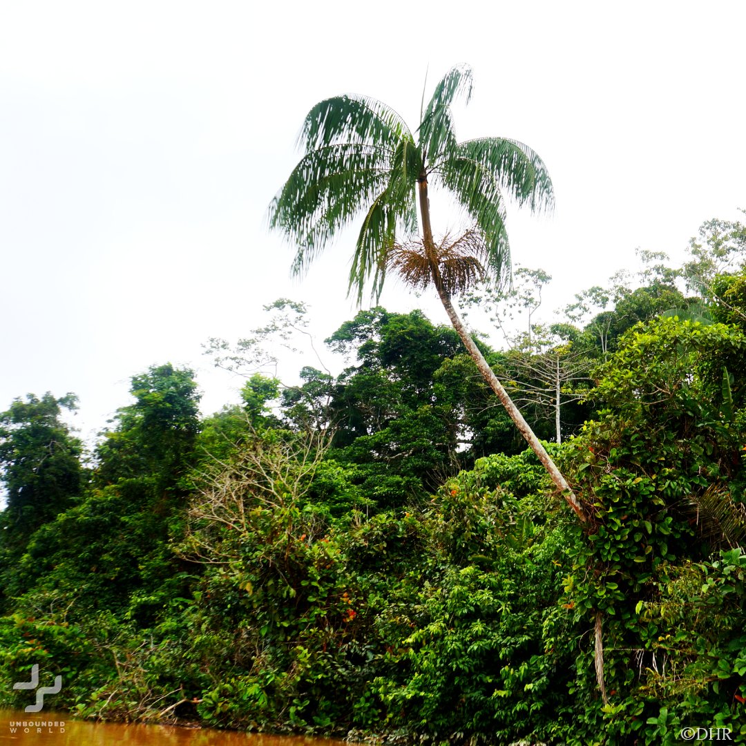 Astrocaryum chambira, also known as “cumare,” is important to the socio-ecological systems of several Amazonian #Indigenouspeoples. Koregüaje women make crafts of deep cultural significance from cumare fiber. <a href="/Revelator_News/">The Revelator</a> <a href="/InstitutoSINCHI/">Instituto SINCHI 🇨🇴</a>  bit.ly/3wrGFNA #sustainable