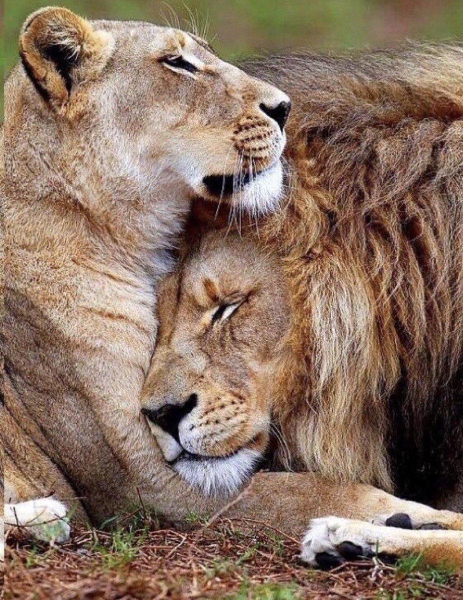 كم من مَهيبٍ يواري خلفَ هيبته 
 قلباً تعيثُ به الأحزانُ مكسورا