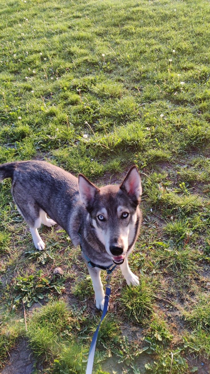 Limit60Official's tweet photo. Say hello to Toothie! One of the 60 doggos. Soon to feature as guest borker for Limit 60. 

#dogsoftwitter #dogsof60 https://t.co/P9x6HujGw4